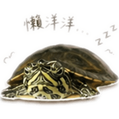 烏龜日常篇～