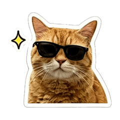 orange cat is QQ