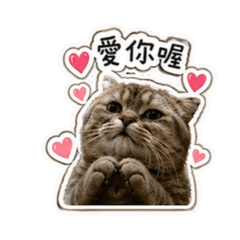 歐油愛你油