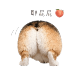 Peachy Corgi