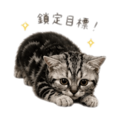 Chatty Tabby