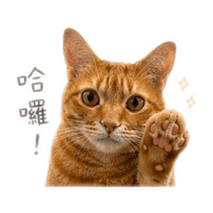 老大的日常(´▽｀)
