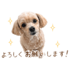 Maringo_20260430215058