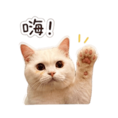 雪球小貓咪