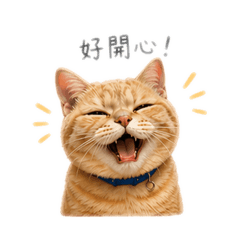 小毛咪寶寶