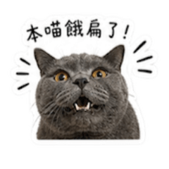二寶與拿鐵