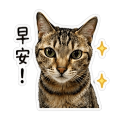 禎米奇