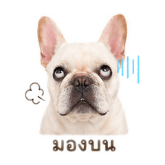 Muan jai frenchbulldog#1