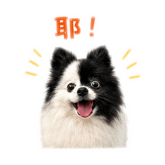 黑白博美