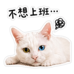 禎喵喵