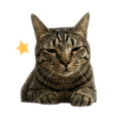 咪咪meow.