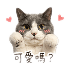 搗灰貓