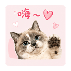 Nomi 的日常生活