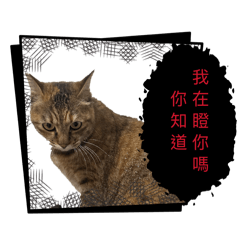 胖妞666