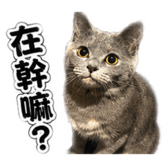 Q比貼圖-1
