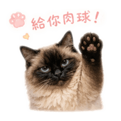 Q版襪襪