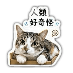 媽寶貓&傲嬌小少爺