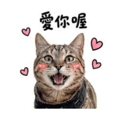 九九與豹哥