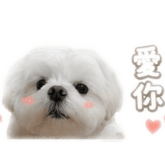 別惹我的豬