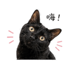 kuro 的小小世界