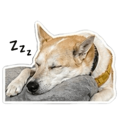 White dog wen