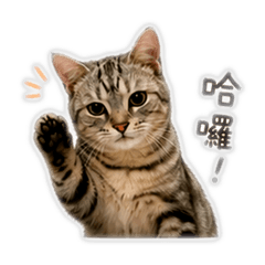 我是Oreo喵！