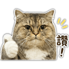 POCKY日常貼圖