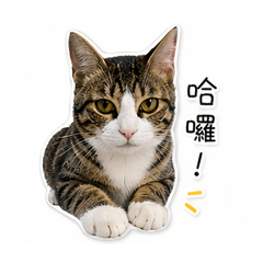 咪睏