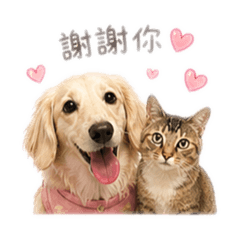 Cookie&襪襪日常生活
