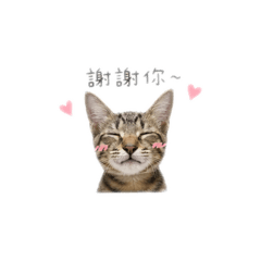 憨憨貓貓