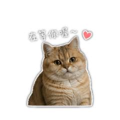 小圓仔的生活貼圖