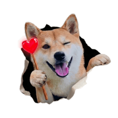 我家多表情柴犬1