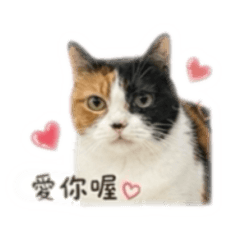 Clean寶寶