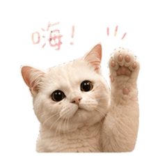 雪球小貓咪2