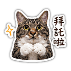 白底虎斑貓Q比