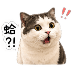 六貓家庭日常cat