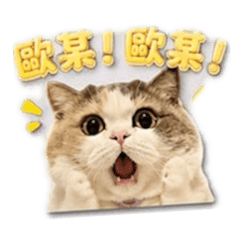 我的Hani 喵