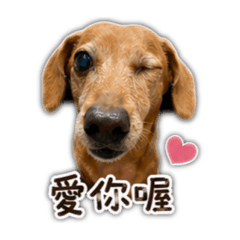 大腸狗日常