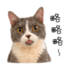 貓屆二哈  略略略