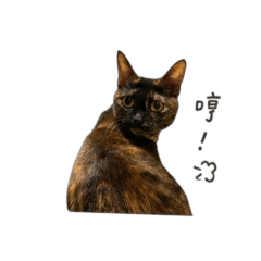 Daily dose of cat v.8