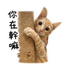Hermes貓咪