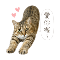萬妮達小姐姐