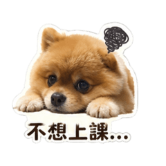 狗狗之不想上課