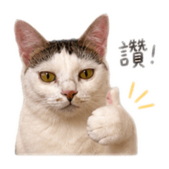 酥脆好吃的鍋巴_日常篇ฅ^.ˬ.^ฅ