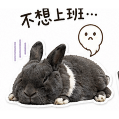 灰兔上班崩潰款