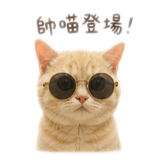 蛋塔王子來囉！