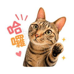 憨吉的日常（虎斑貓）