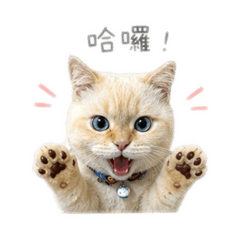 楊肉包先生