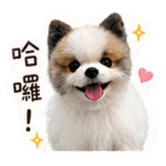 我是Jingle
