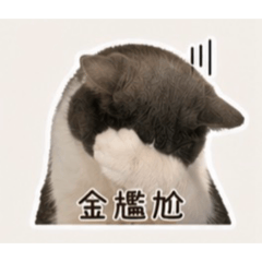 鴨比不會囧囧囧